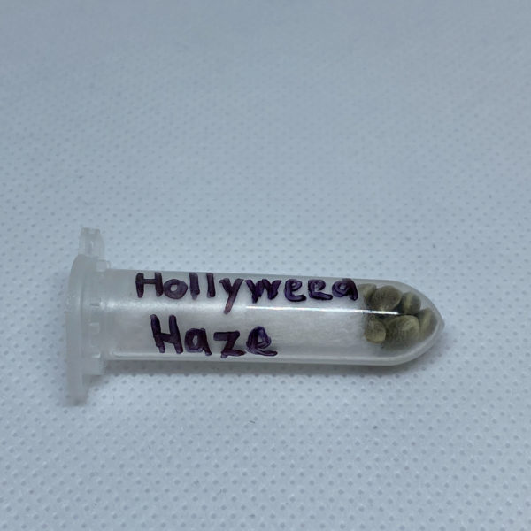 Chadwick Rhodes - Hollyweed Haze