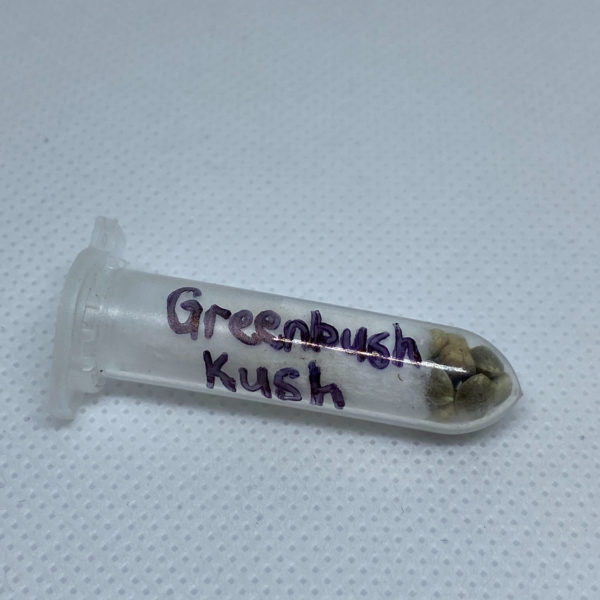 Chadwick Rhodes - Greenbush Kush