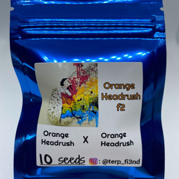 Terp_fi3nd - Orange Headrush F2