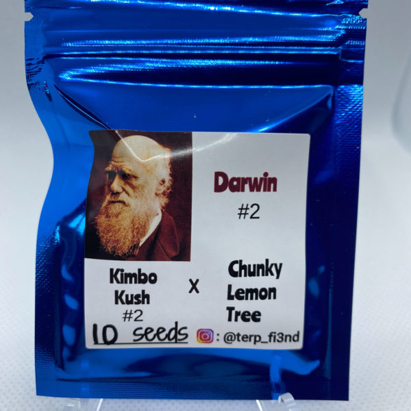 Terp_fi3nd - Darwin #2