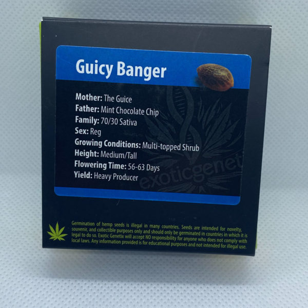 Exotic Genetix - Guicy Banger