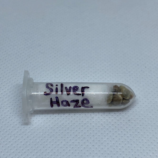 Chadwick Rhodes - Silver Haze