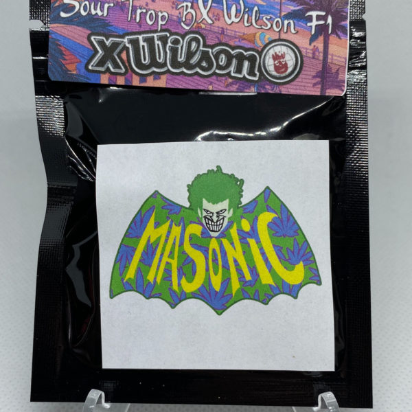 Masonic Seeds - Sour Trop BX Wilson F1 x Wilson