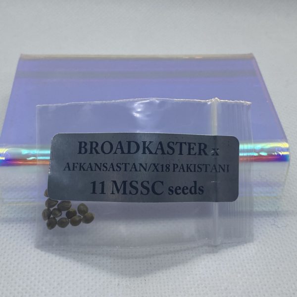 Magic Spirit Seed Co - Broadkaster x Afkansastan/X18 Pakistani