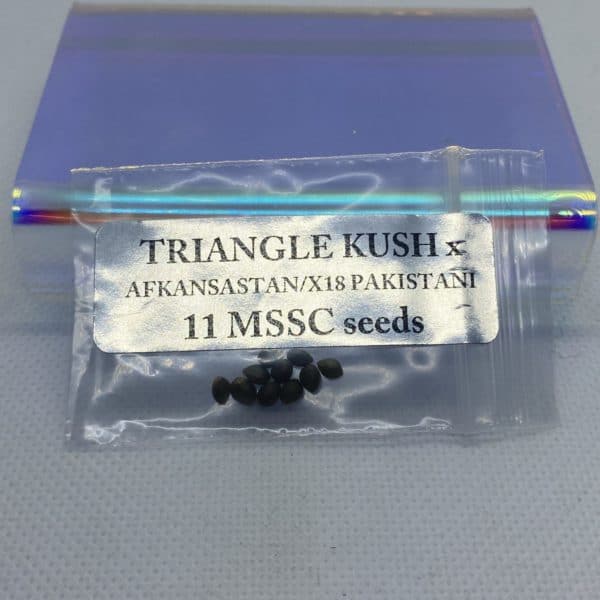 Magic Spirit Seed Co - Triangle Kush x Afkansastan/X18 Pakistani