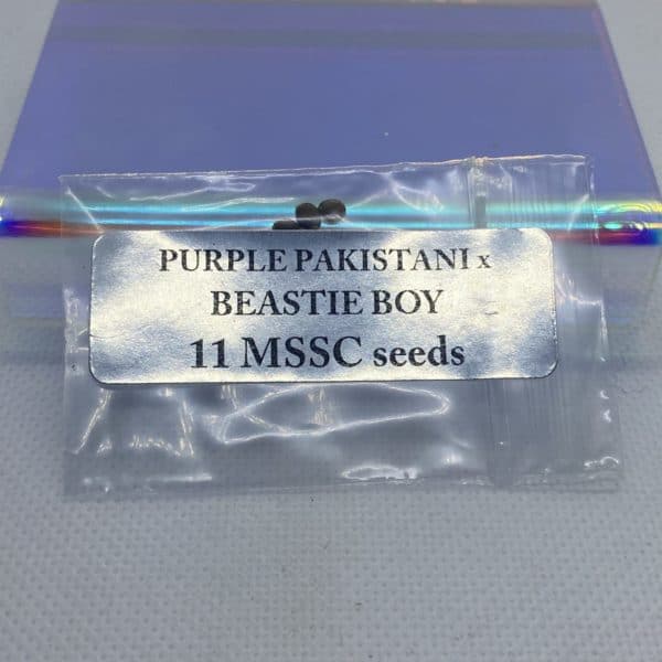 Magic Spirit Seed Co - Purple Pakistani x Beastie Boy