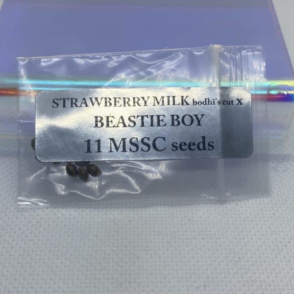 Magic Spirit Seed Co - Strawberry Milk (Bodhi's Cut) x Beastie Boy