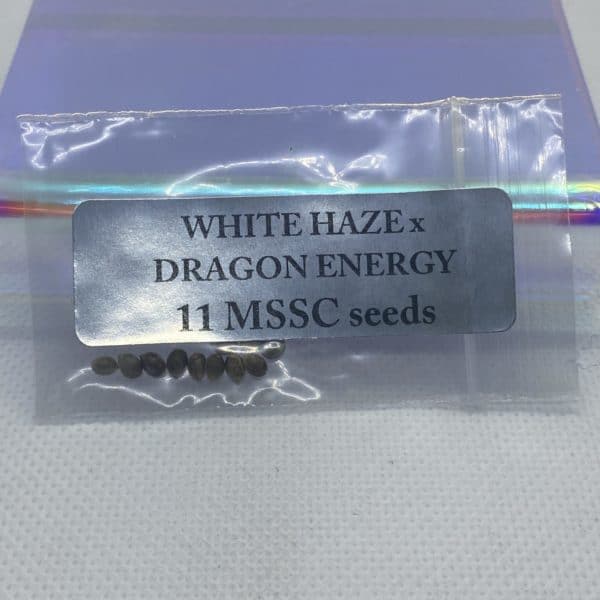 Magic Spirit Seed Co - White Haze x Dragon Energy