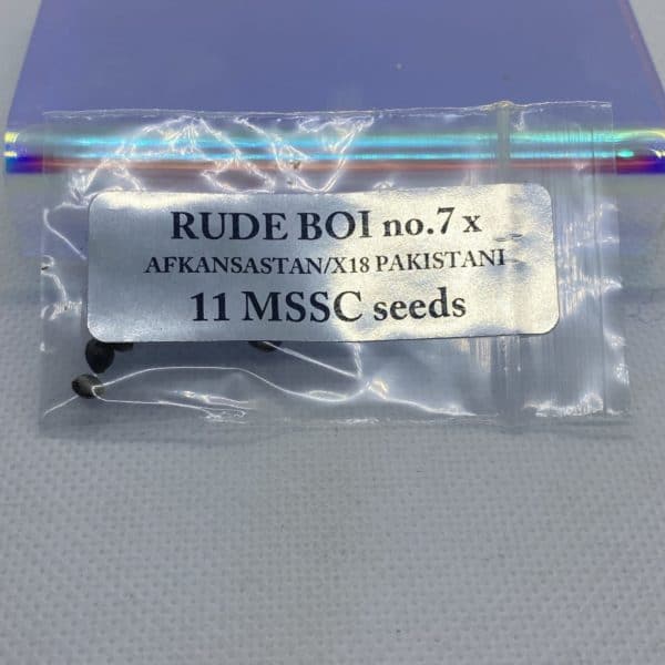 Magic Spirit Seed Co - Rude Boi no.7 x Afkansastan/X18 Pakistani