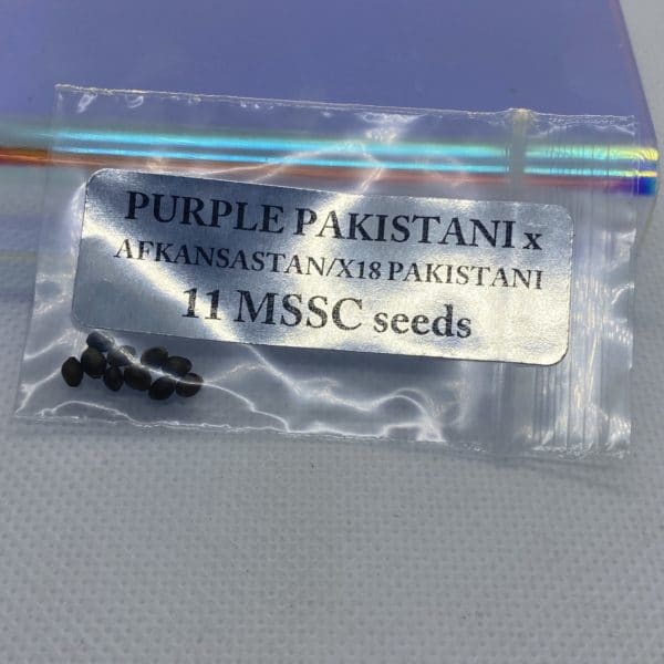 Magic Spirit Seed Co - Purple Pakistani x Afkansastan/X18 Pakistani