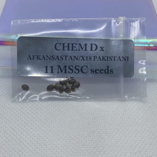 Magic Spirit Seed Co - Chem D x Afkansastan/X18 Pakistani