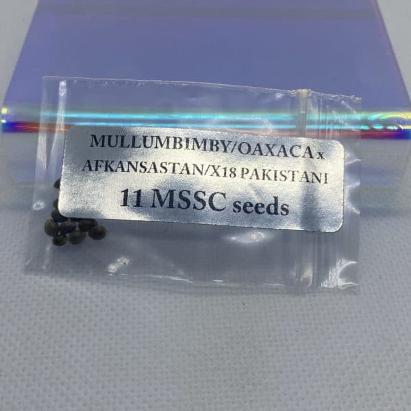 Magic Spirit Seed Co - Mullumbimby/Oaxaca x Afkansastan/X18 Pakistani