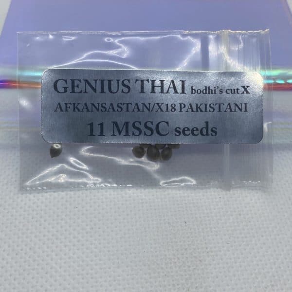 Magic Spirit Seed Co - Genius Thai (Bodhi's Cut) x Afkansastan/X18 Pakistani