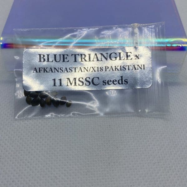 Magic Spirit Seed Co - Blue Triangle x Afkansastan/X18 Pakistani