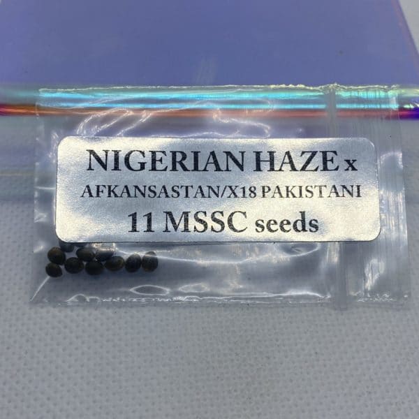 Magic Spirit Seed Co - Nigerian Haze x Afkansastan/X18 Pakistani