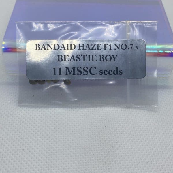 Magic Spirit Seed Co - Bandaid Haze F1 no.7 x Beastie Boy