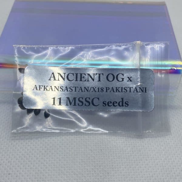 Magic Spirit Seed Co - Ancient OG x Afkansastan/X18 Pakistani