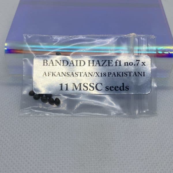 Magic Spirit Seed Co - Bandaid Haze F1 no.7 x Afkansastan/X18 Pakistani