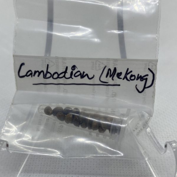 Indian Landrace Exchange - Cambodia (Mekong River Delta)