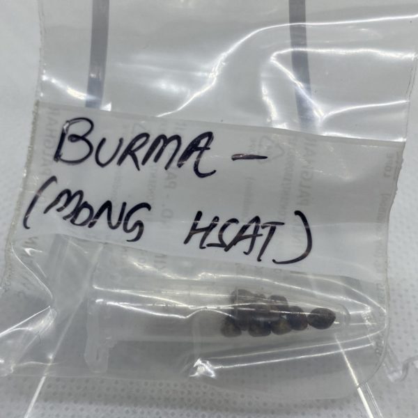 Indian Landrace Exchange - Burma (Mong Hsat)