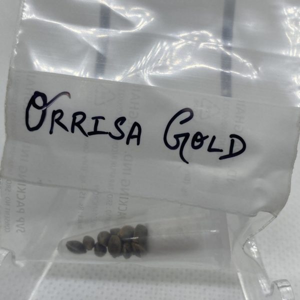 Indian Landrace Exchange - Orissa Gold
