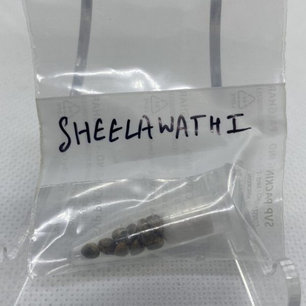 Indian Landrace Exchange - Sheelawathi