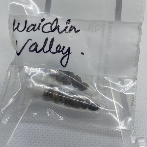 Indian Landrace Exchange - Waichen Valley (Malana Valley)
