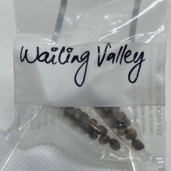 Indian Landrace Exchange - Wailing Valley (Malana Valley)