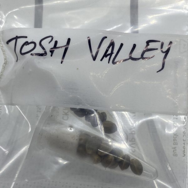 Indian Landrace Exchange - Tosh Valley (Parvati Valley)