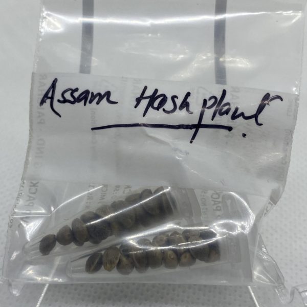 Indian Landrace Exchange - ASSAM Hashplant
