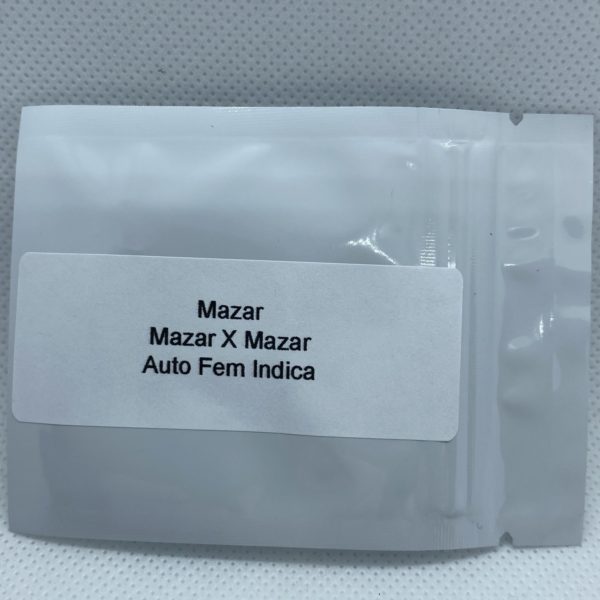 Master Sensei - Mazar