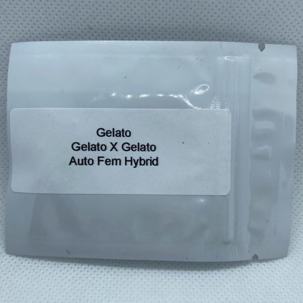 Master Sensei - Gelato