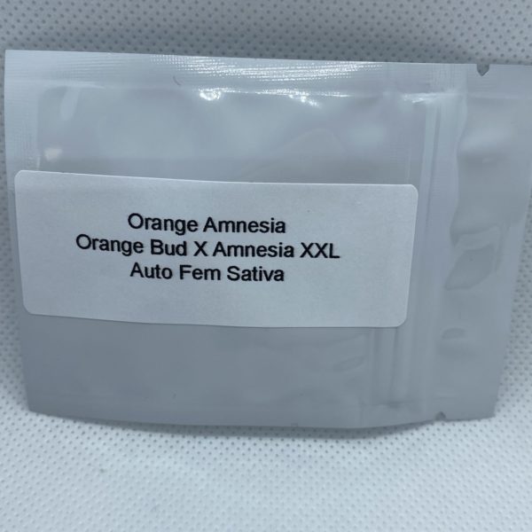 Master Sensei - Orange Amnesia