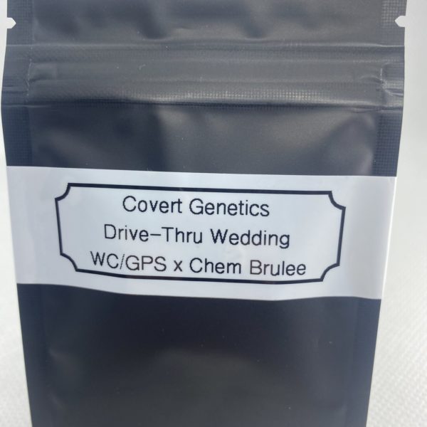 Covert Genetics - Drive-Thru Wedding