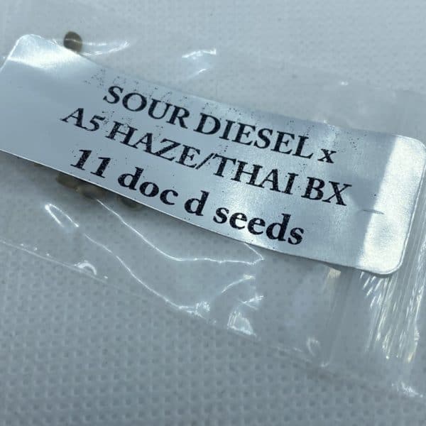 Magic Spirit Seed Co - Sour Diesel x A5 Haze/Thai Bx