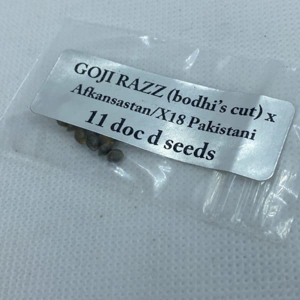 Magic Spirit Seed Co - Goji Razz (bodhi's cut) x Afkansastan/X18 Pakistani