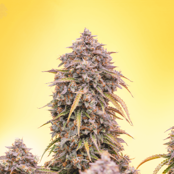 Mephisto Genetics - 3 Bears OG
