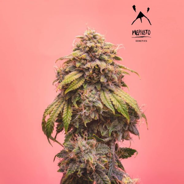 Mephisto Genetics - Creme de la Chem