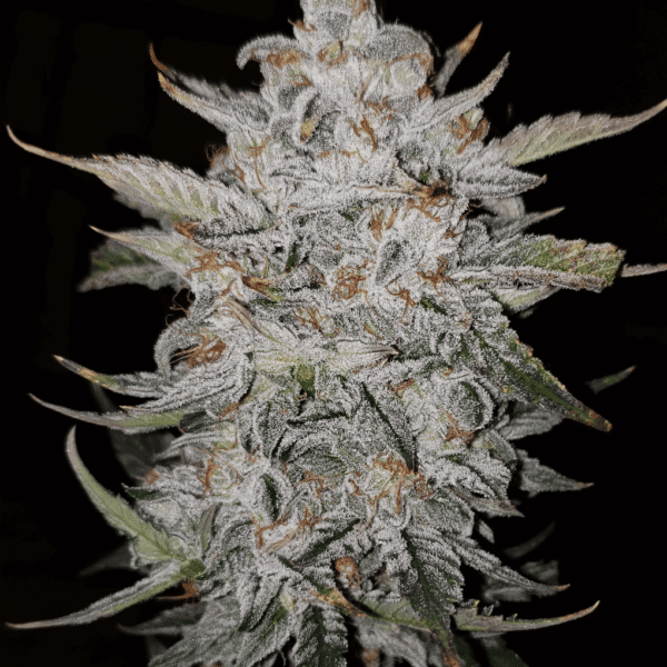 Mephisto Genetics - Forum Stomper
