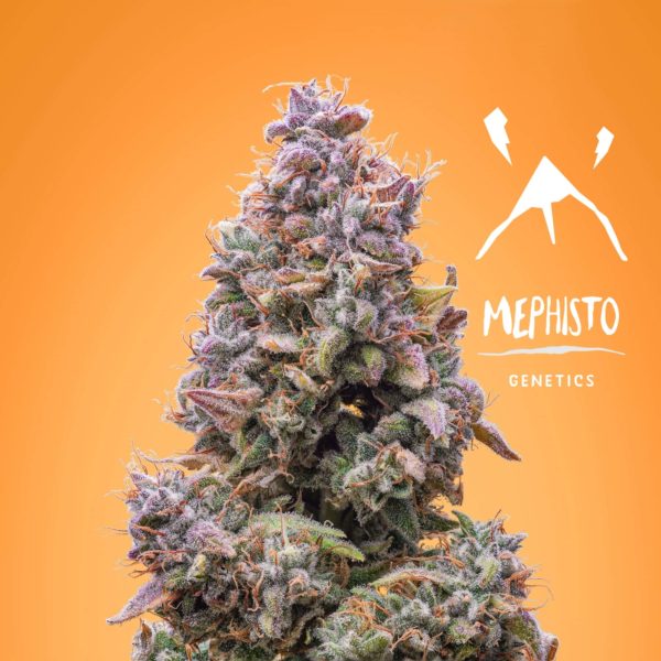 Mephisto Genetics - Mango Smile