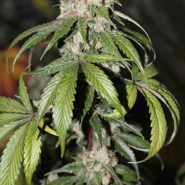 Mephisto Genetics - Samsquanch OG