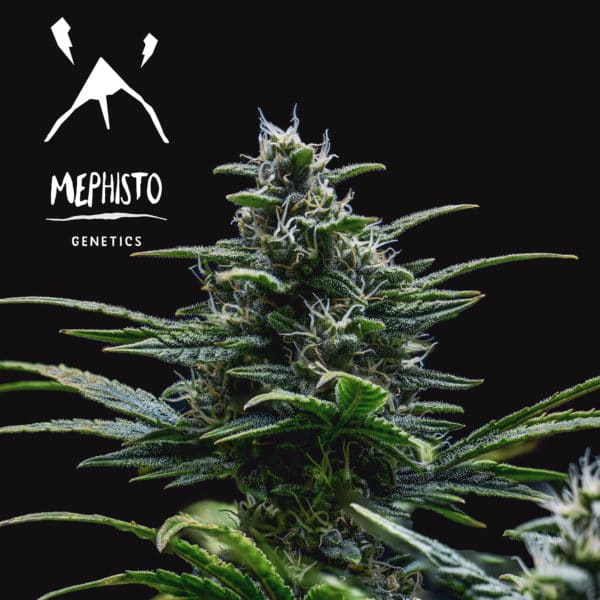 Mephisto Genetics - Skywalker