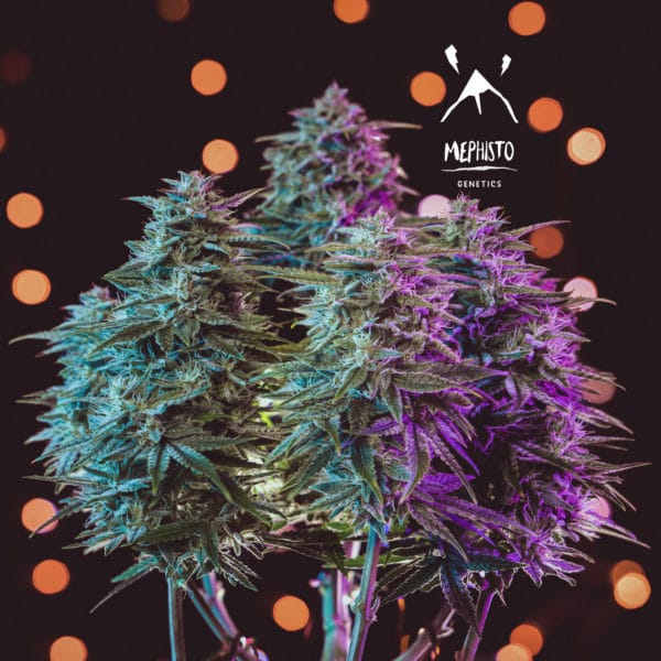 Mephisto Genetics - Sour Stomper