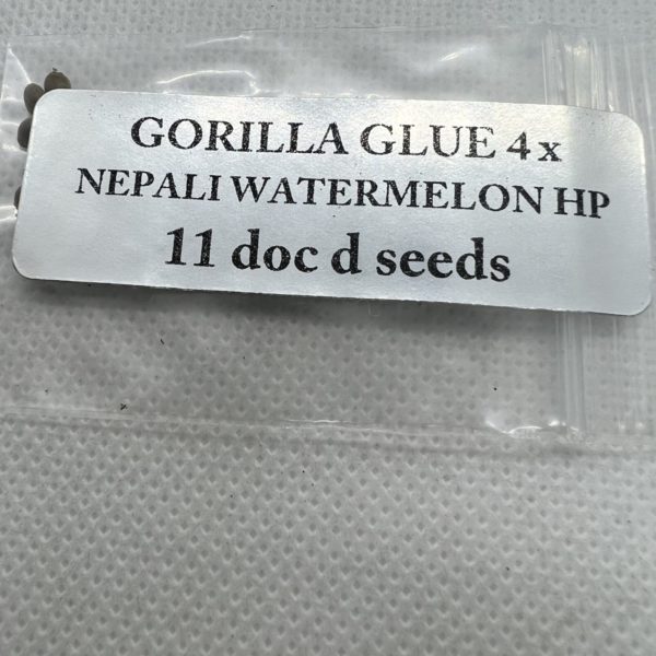 Magic Spirit Seed Co - GG4 x Nepali Watermelon HP