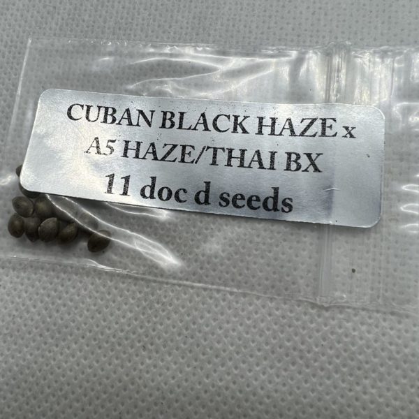 Magic Spirit Seed Co - Cuban Black Haze x A5 Haze/Thai Bx