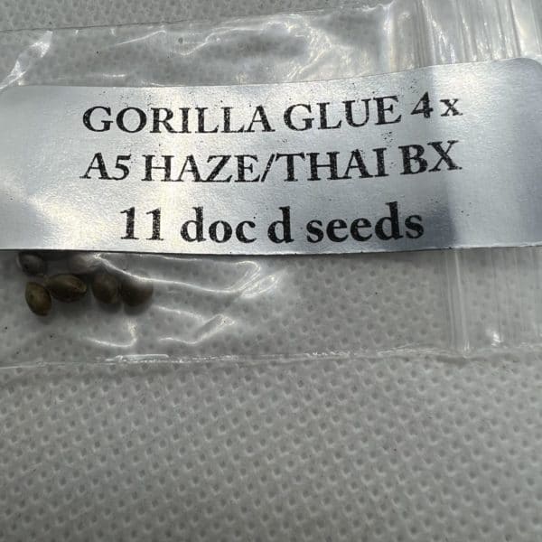 Magic Spirit Seed Co - GG4 x A5 Haze/Thai Bx