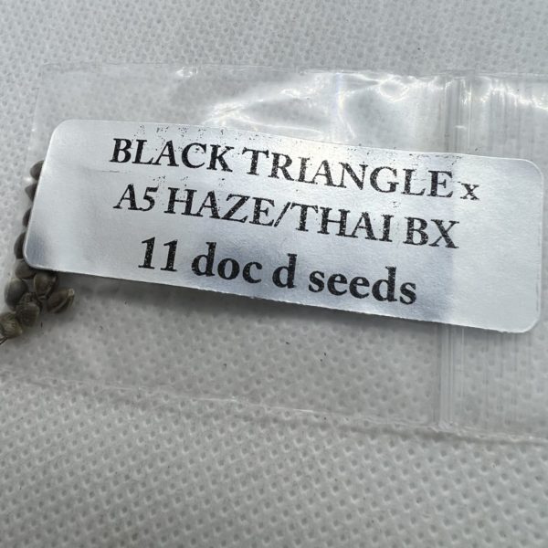 Magic Spirit Seed Co - Black Triangle x A5 Haze/Thai Bx