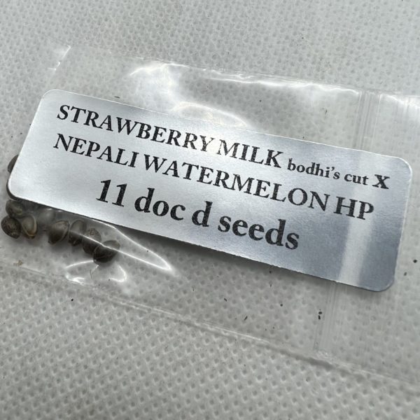 Magic Spirit Seed Co - Strawberry Milk (bodhi's cut) x Nepali Watermelon HP