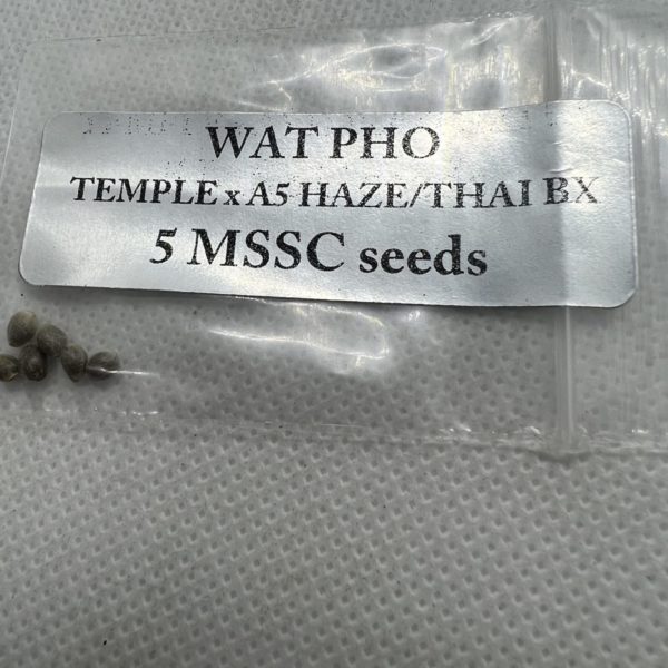 Magic Spirit Seed Co - WAT PHO (Temple x A5 Haze/Thai Bx)