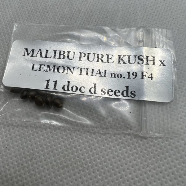 Magic Spirit Seed Co - Malibu Pure Kush x Lemon Thai no.19 F4